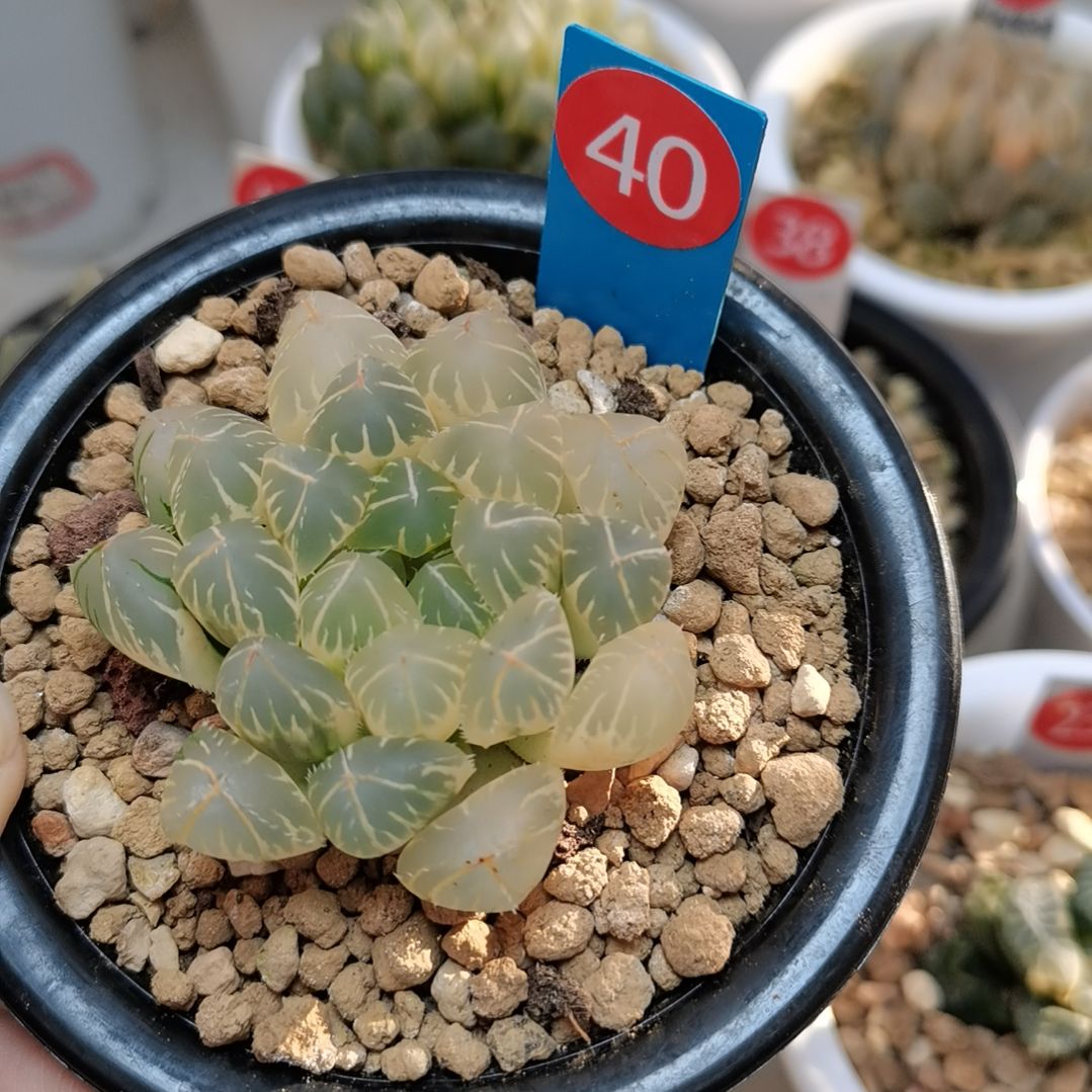 健***忙40号糊斑OH一物一拍带盆土发货