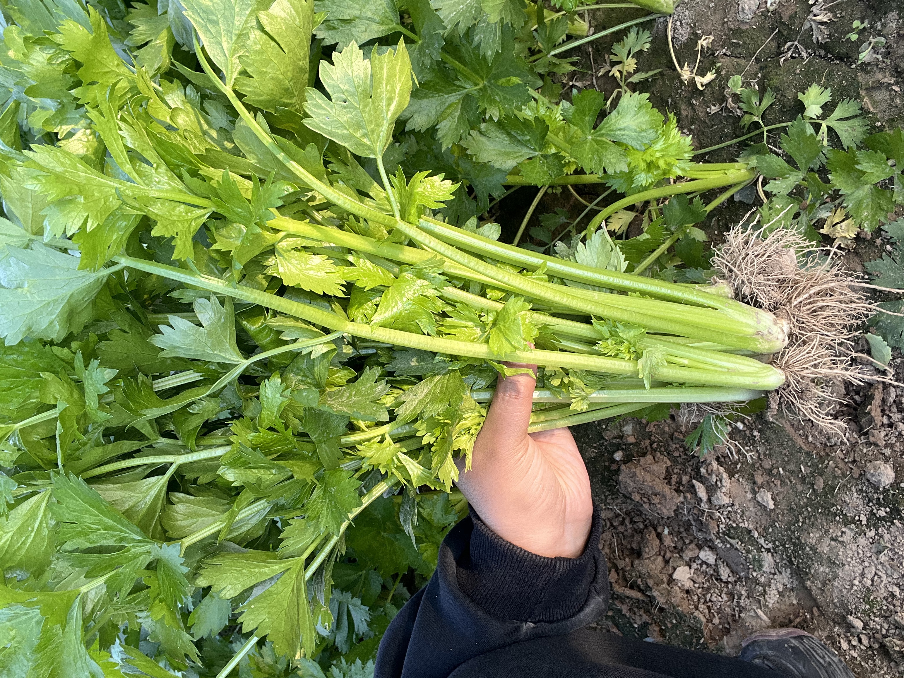 新鲜西芹农家自种时令蔬菜现挖现发可榨汁
