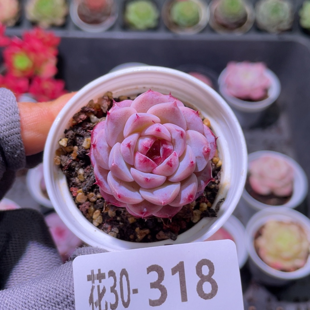 花利美30-318天鹅绒