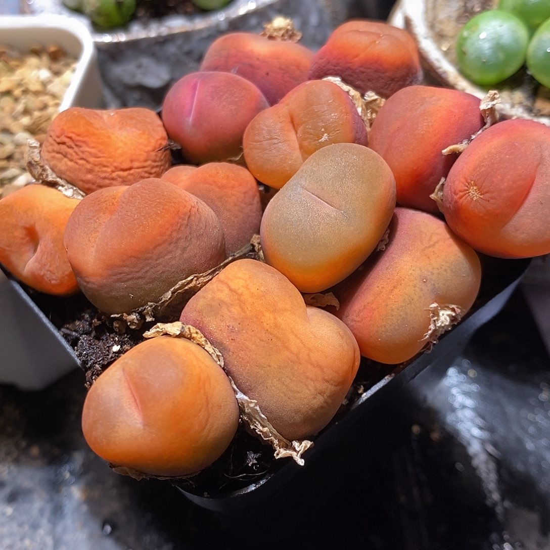 双头水蜜桃有瑕疵一颗。      