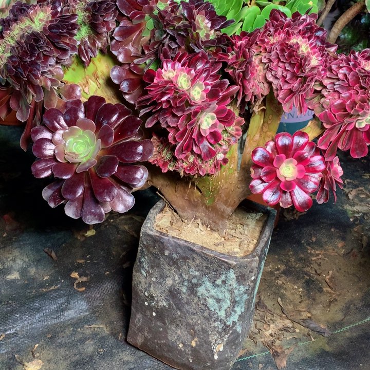 美杜莎花脸缀多肉一物一拍