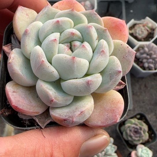 219海梦多肉植物多