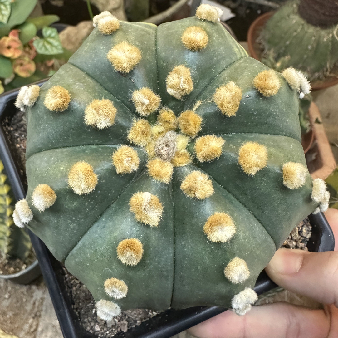 仙人球直播综合超大星兜