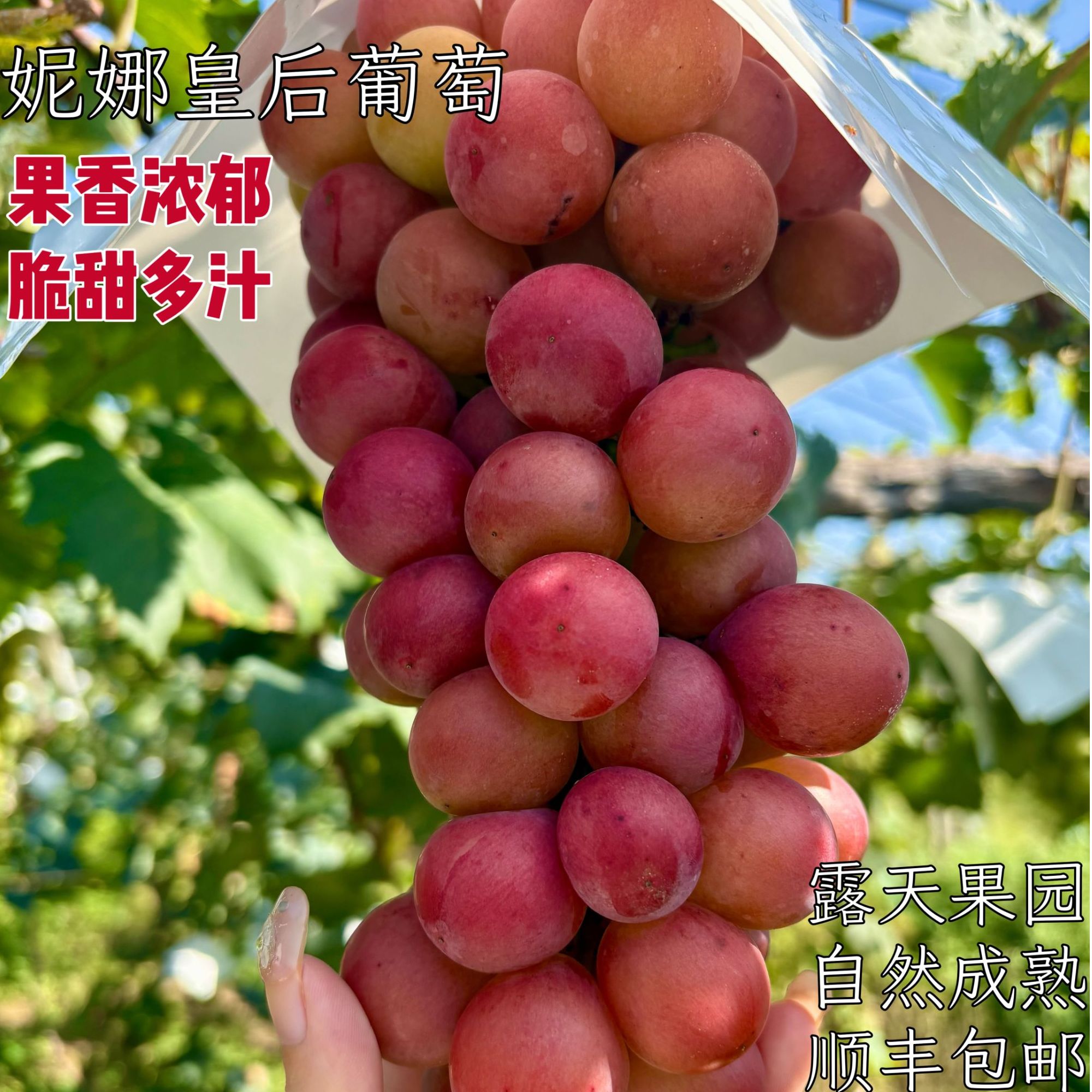 【露天自然成熟】妮娜皇后葡萄当季新鲜水果现摘现发顺丰包邮