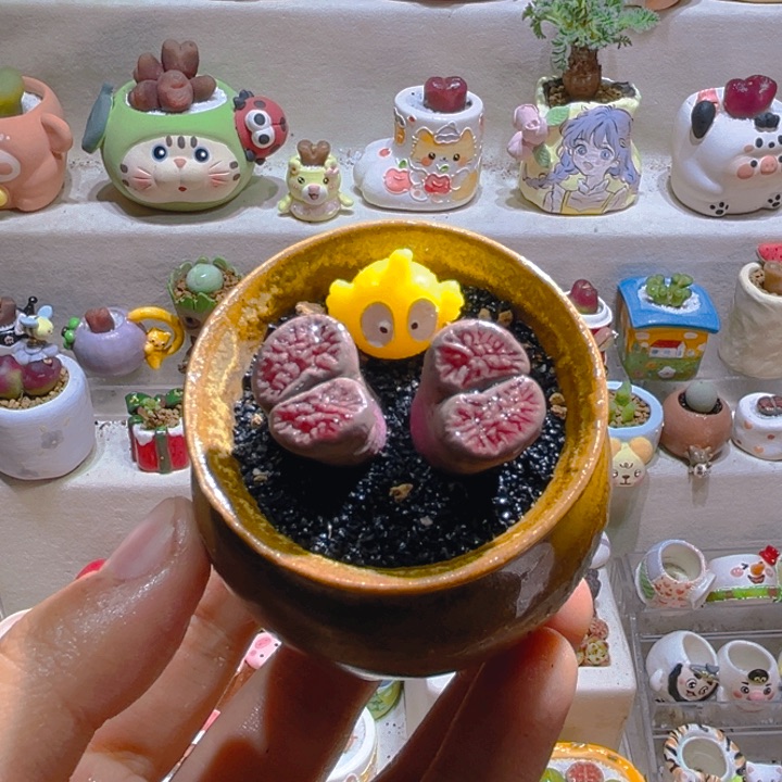 027双头岛田红窗菊带盆土一套58