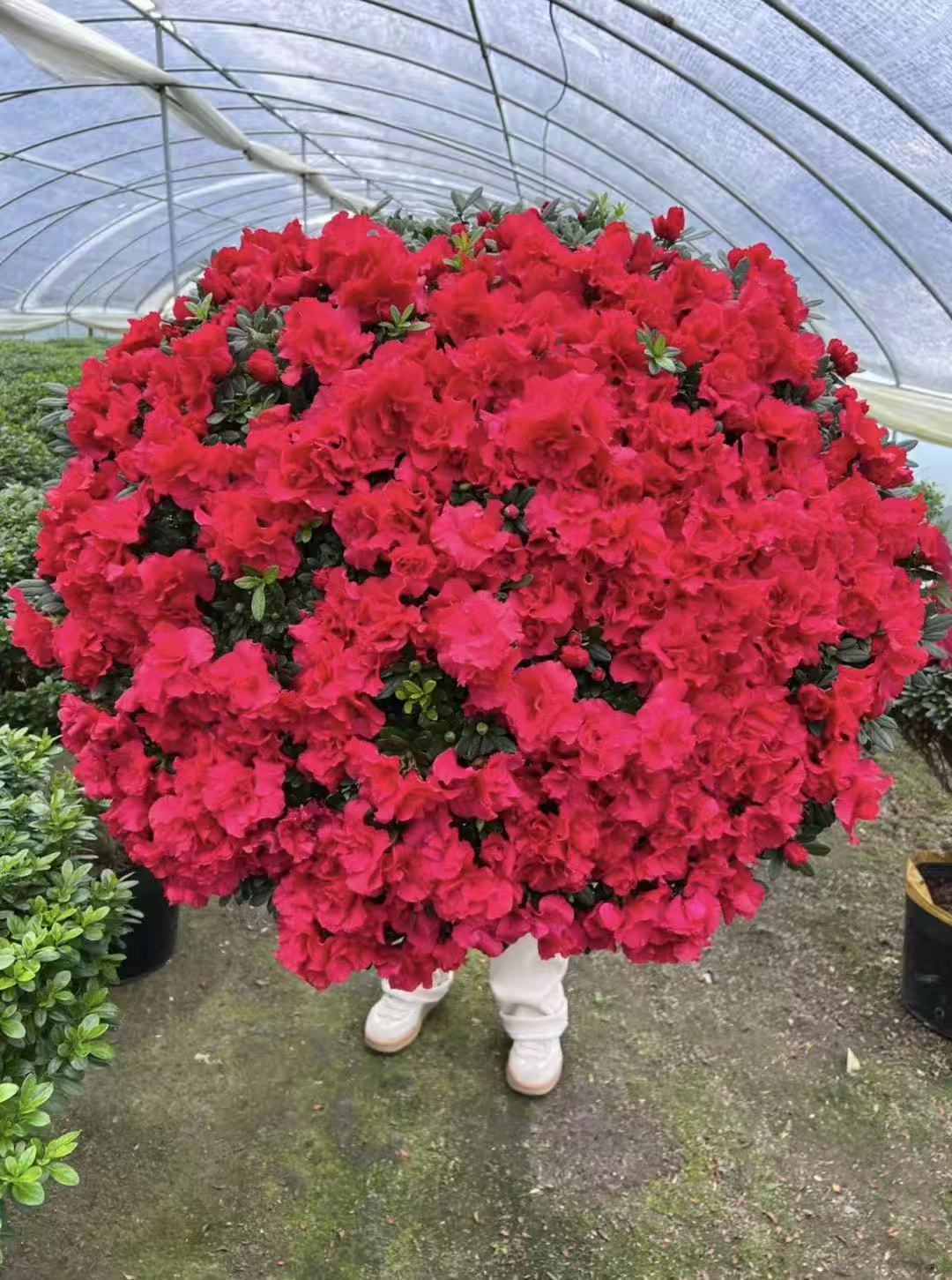 杜鹃花盆栽四季开花带花苞室内外好养易活花卉绿植