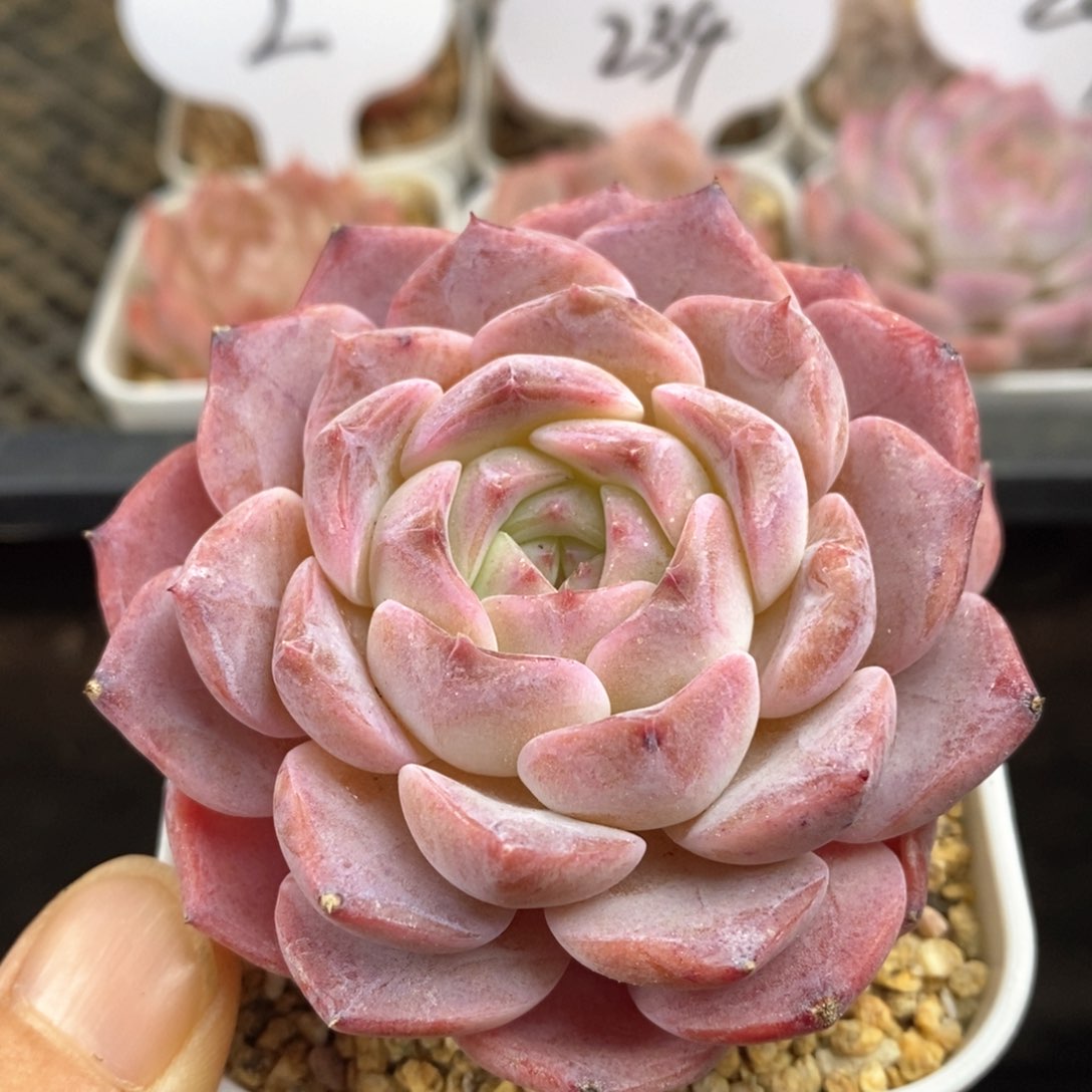 精品多肉一物一拍102