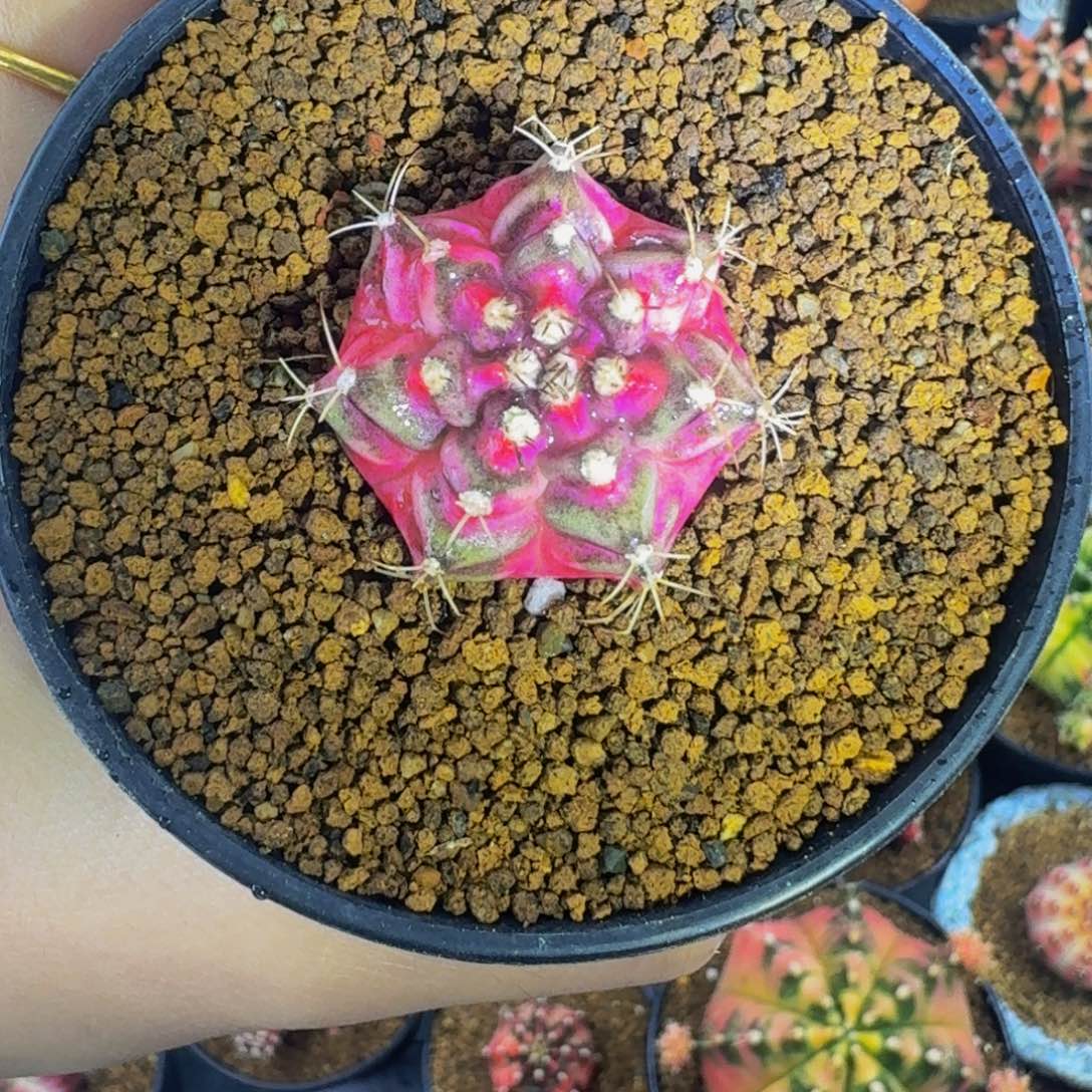 海神锦00000000000105