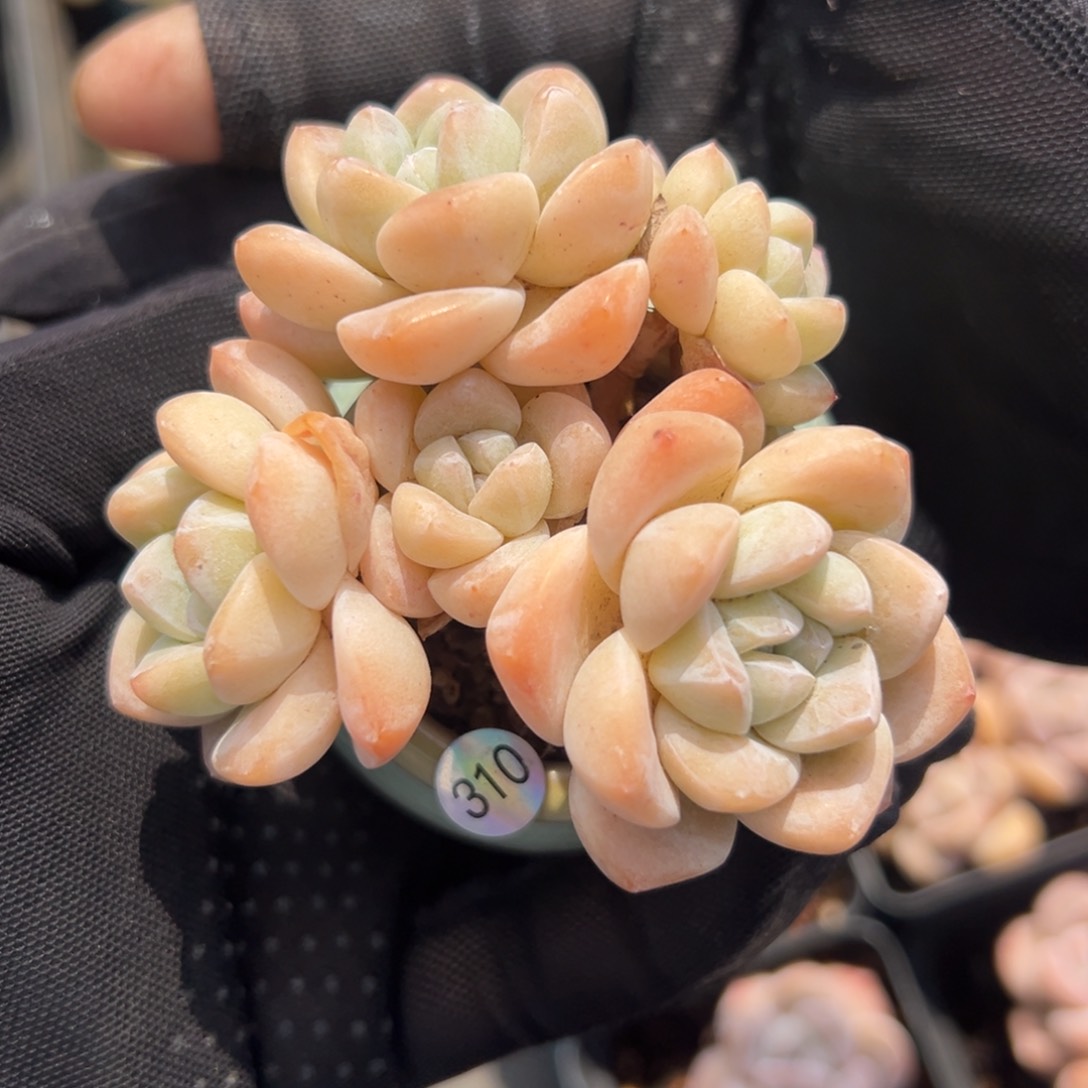 五头冰玉带盆发310