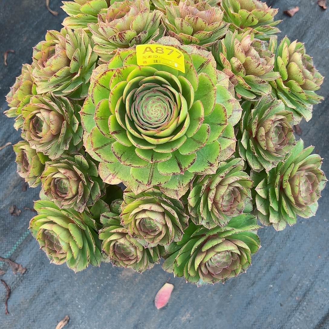 万拉丝877多肉多肉