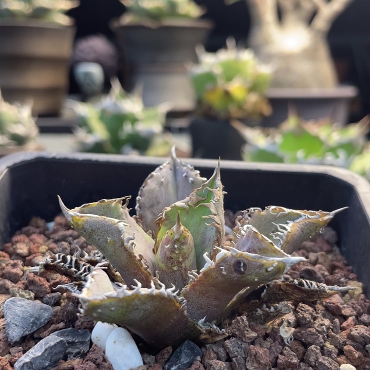 【闪购商品】金蟾王