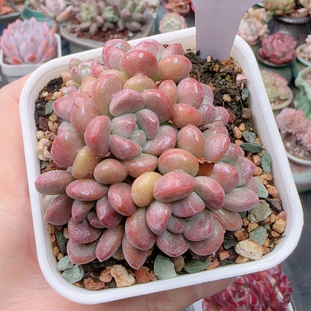 多肉植物5620……………..