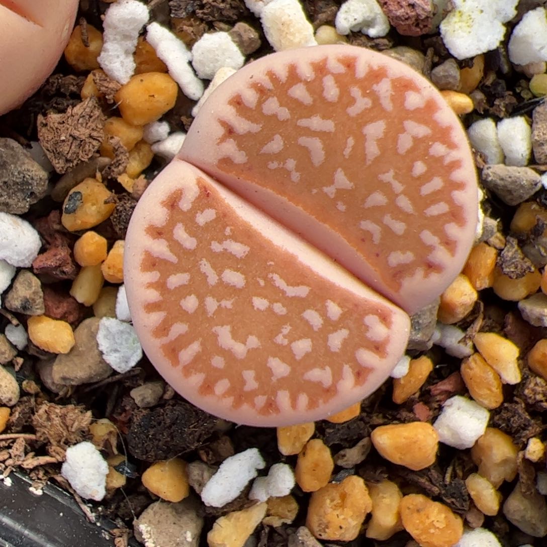 0227号黄金线多肉植物