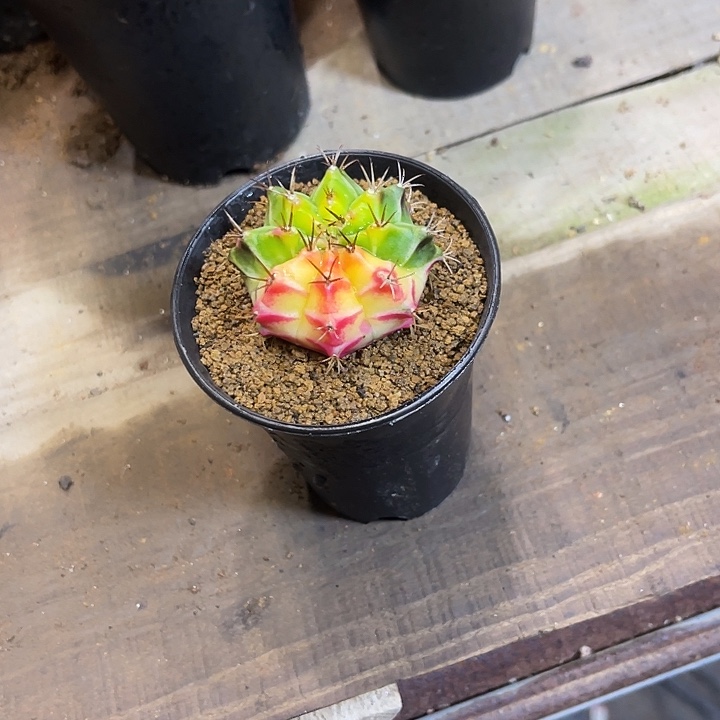 塑*仙人球好好看好漂亮25