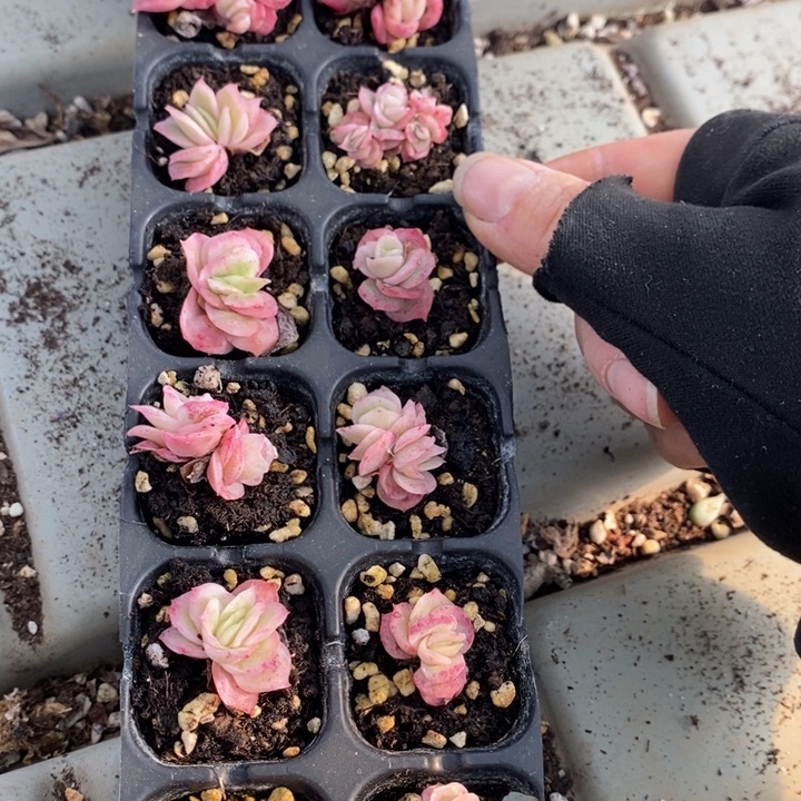 135 多肉植物盆栽花卉