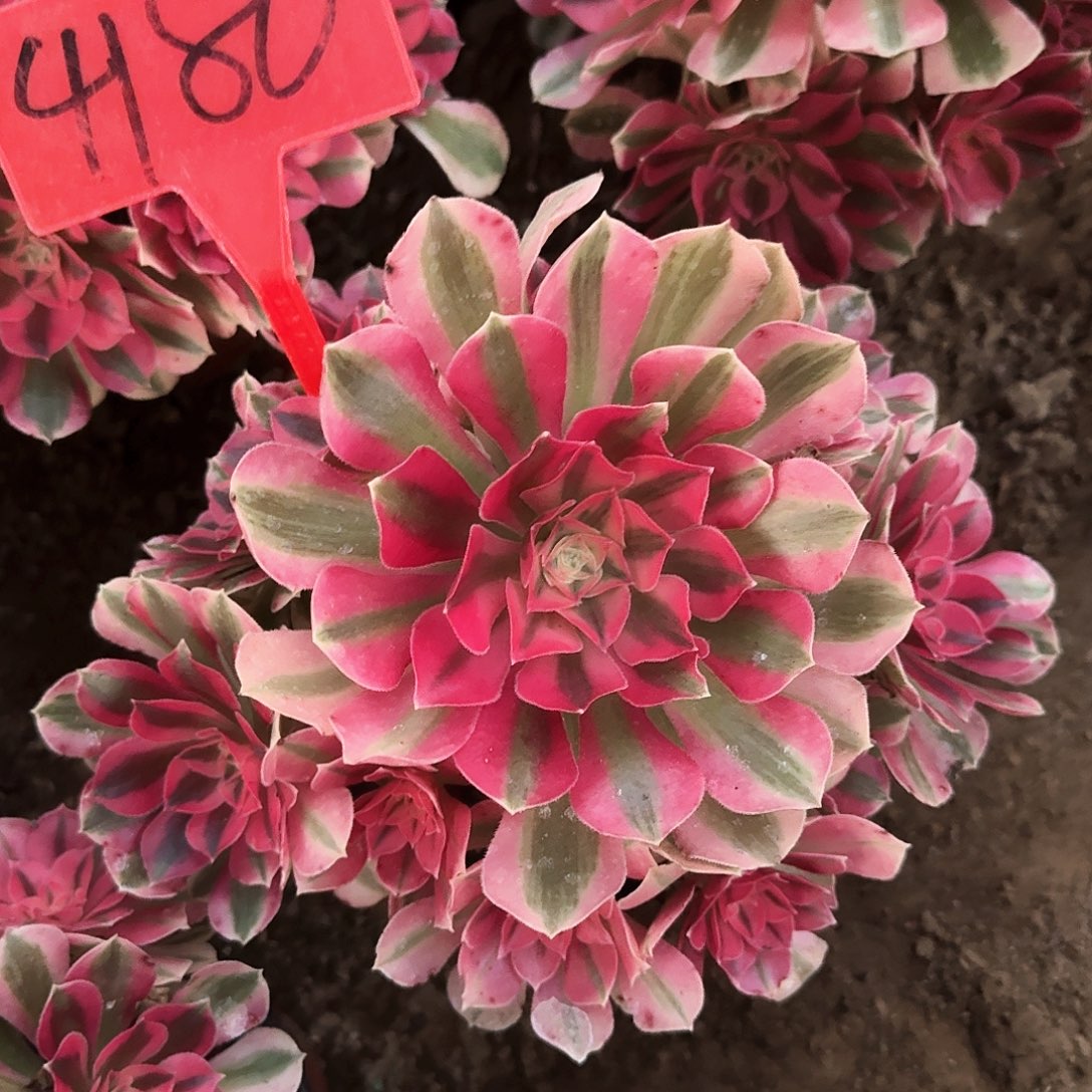 4180粉女巫多肉法师