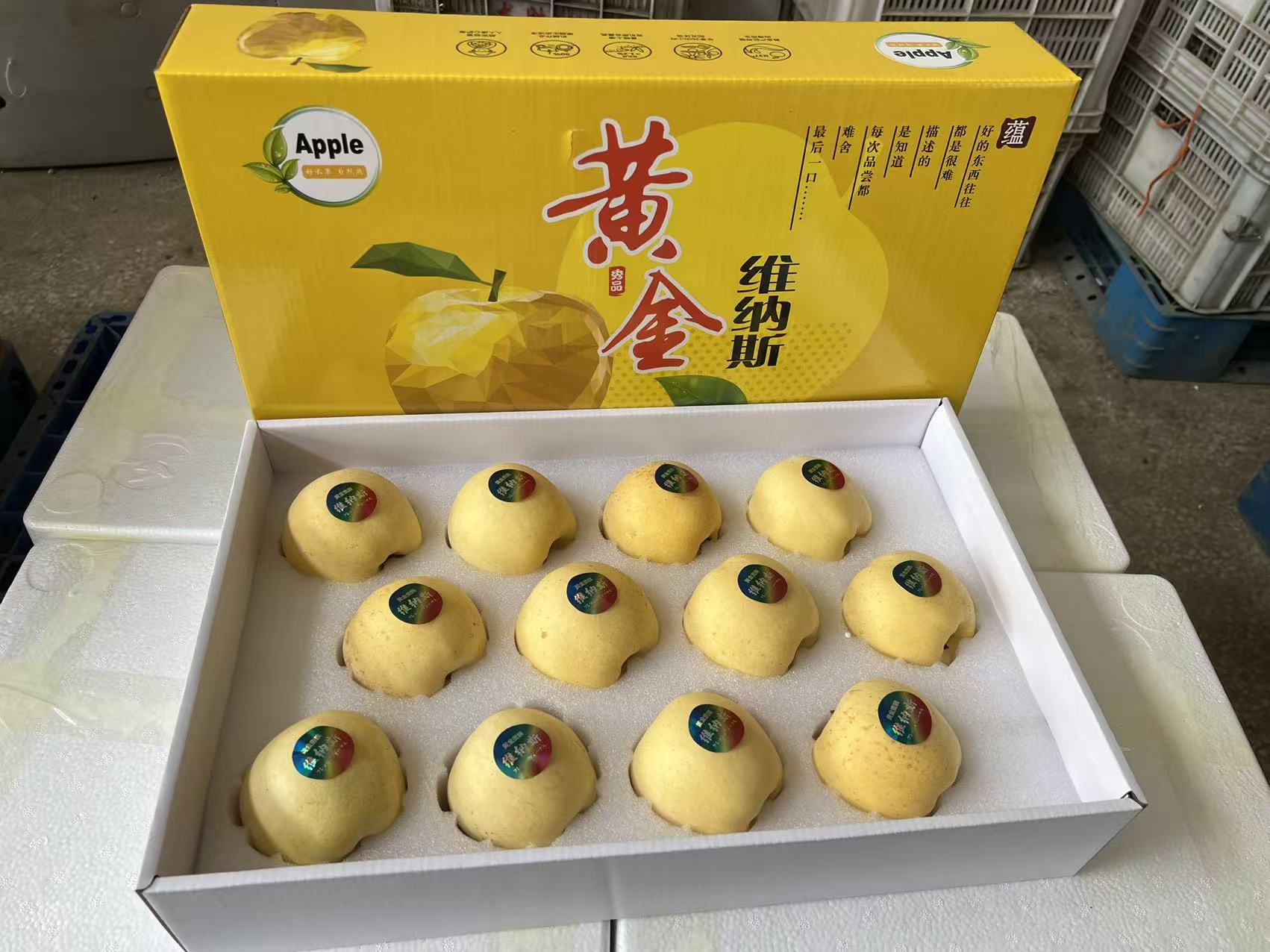 顺丰京东包邮【2025年新果】山东烟台维纳斯苹果纯甜无酸霜降后脆甜