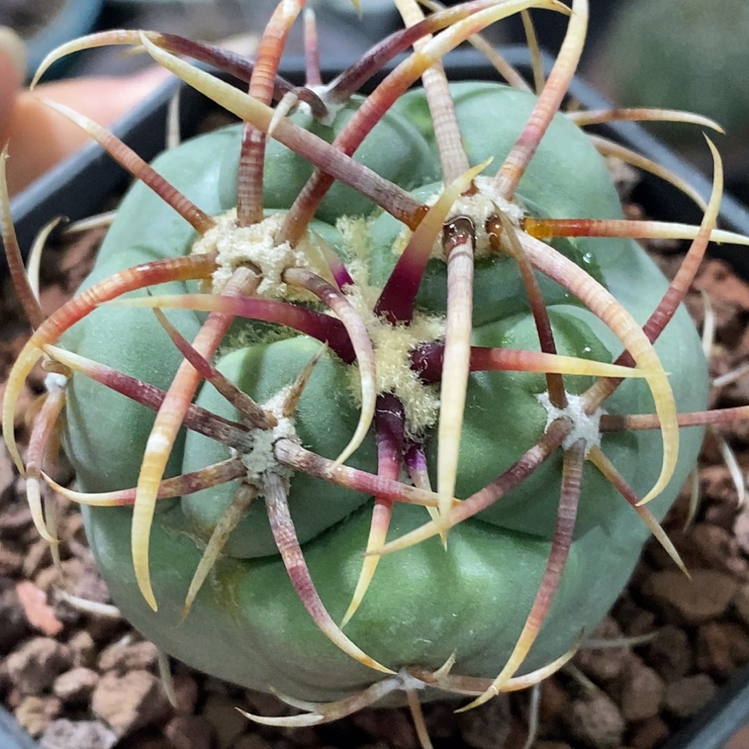 孤品实生特选日系狂包刺粗刺高木绯冠军4.4cm