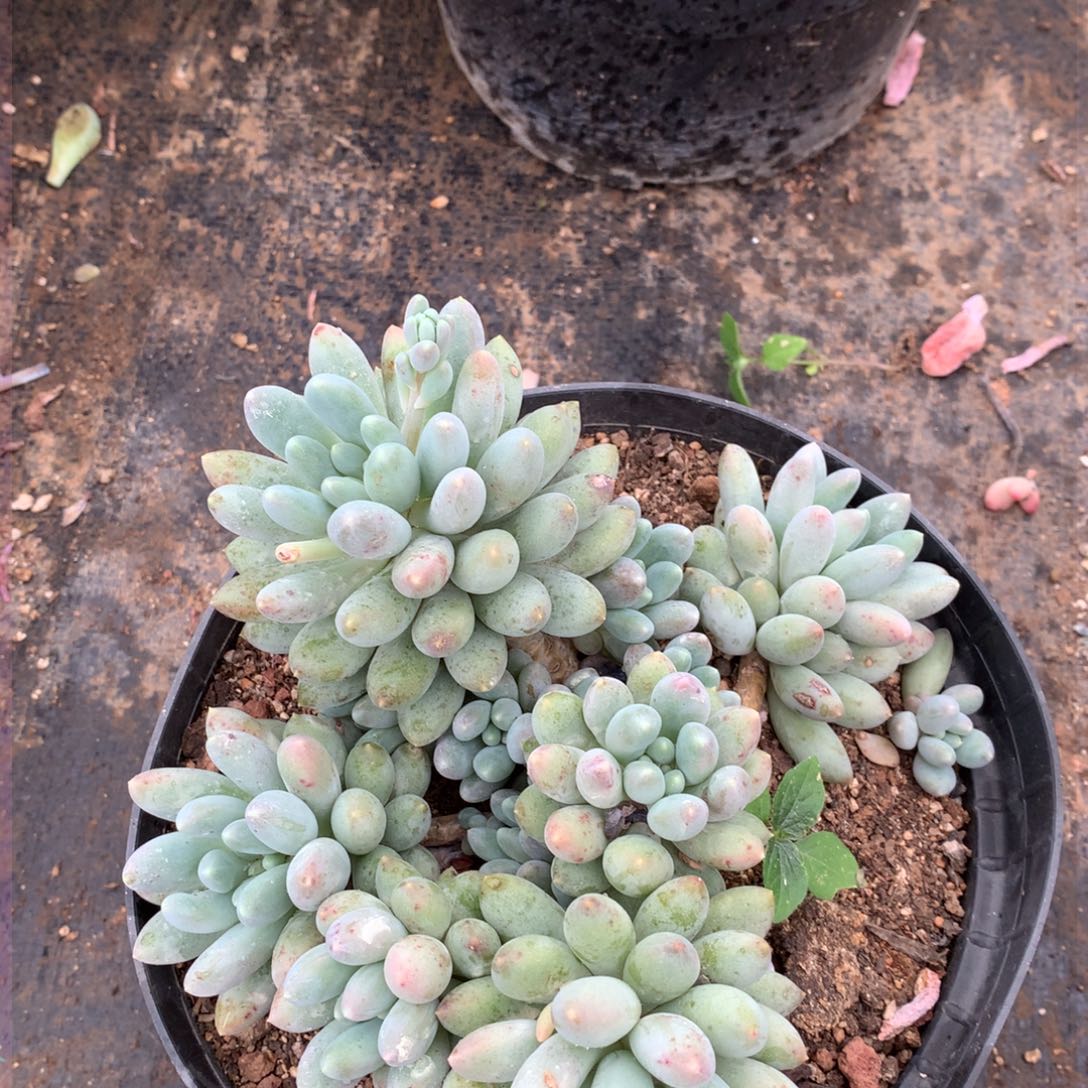 奶糖一物一拍18-154