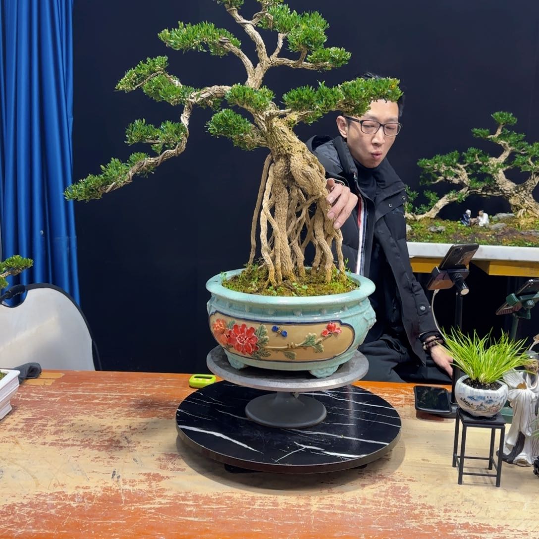 黄杨室内室外盆景艺术