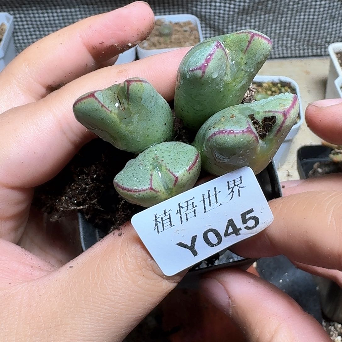 045号多肉植物哇d c