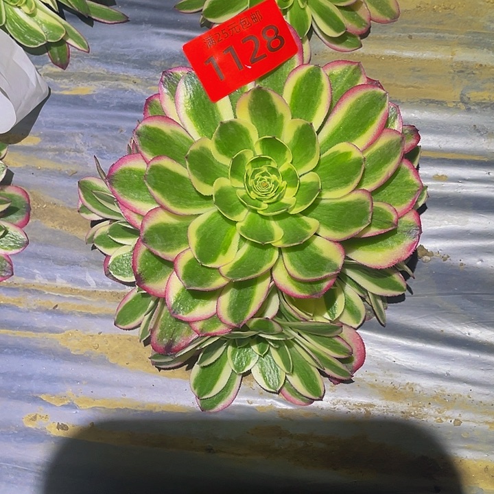 1128粉海王多肉植物