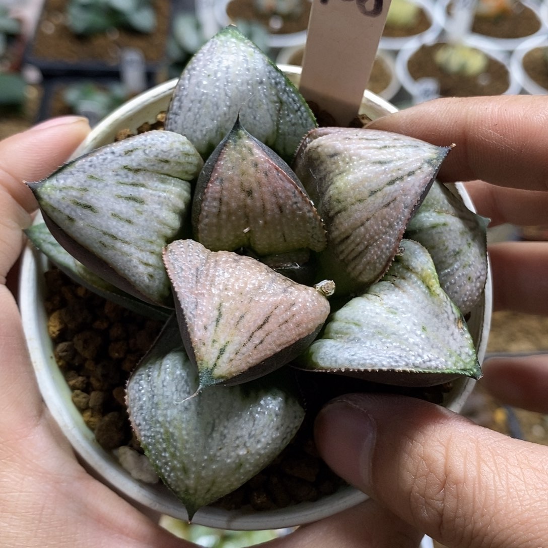 108武士红哈哈哈哈哈哈