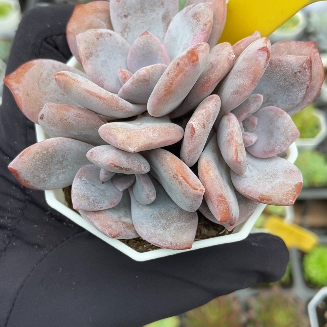 709红茶多肉植物多肉