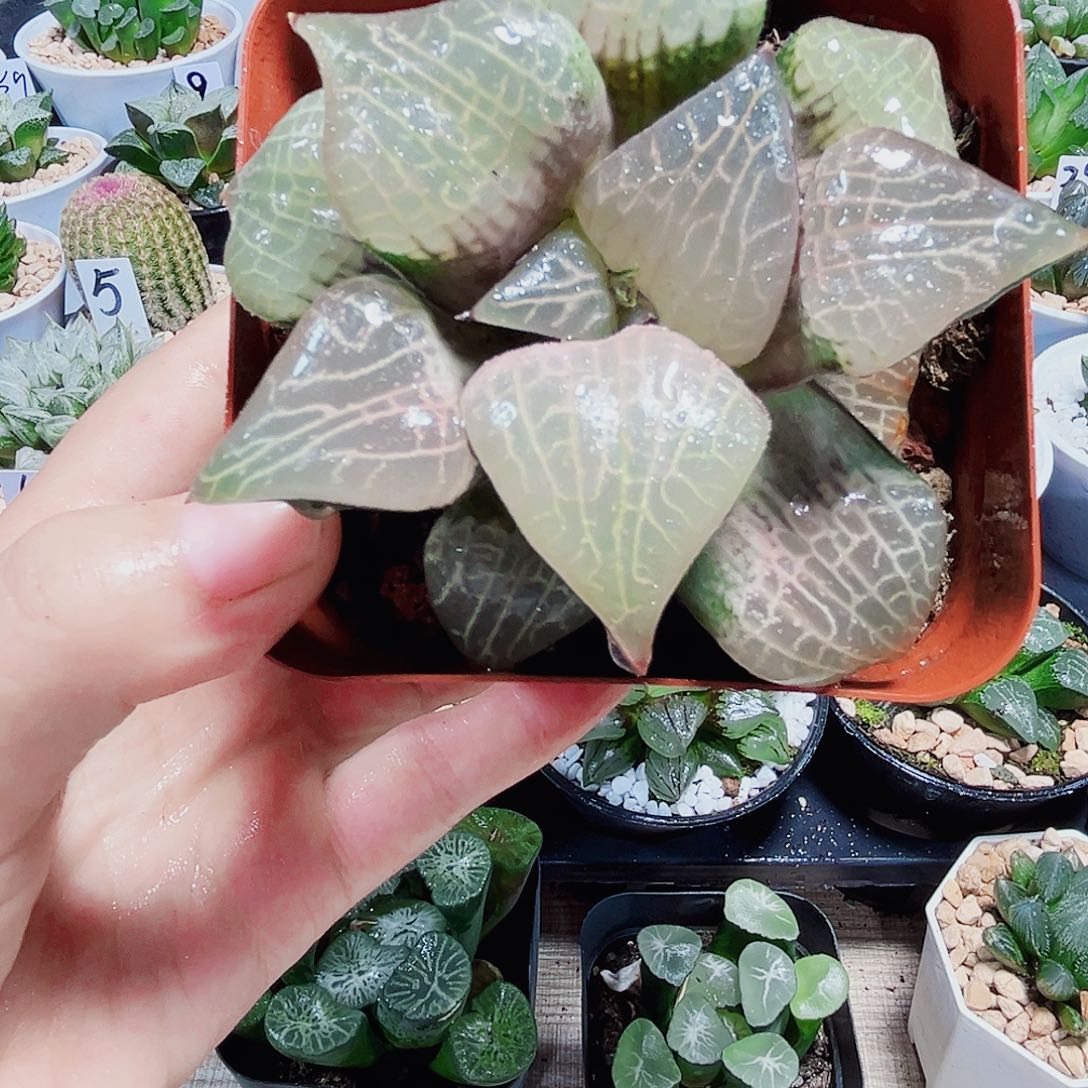 粉玻璃康平大母本多肉植物