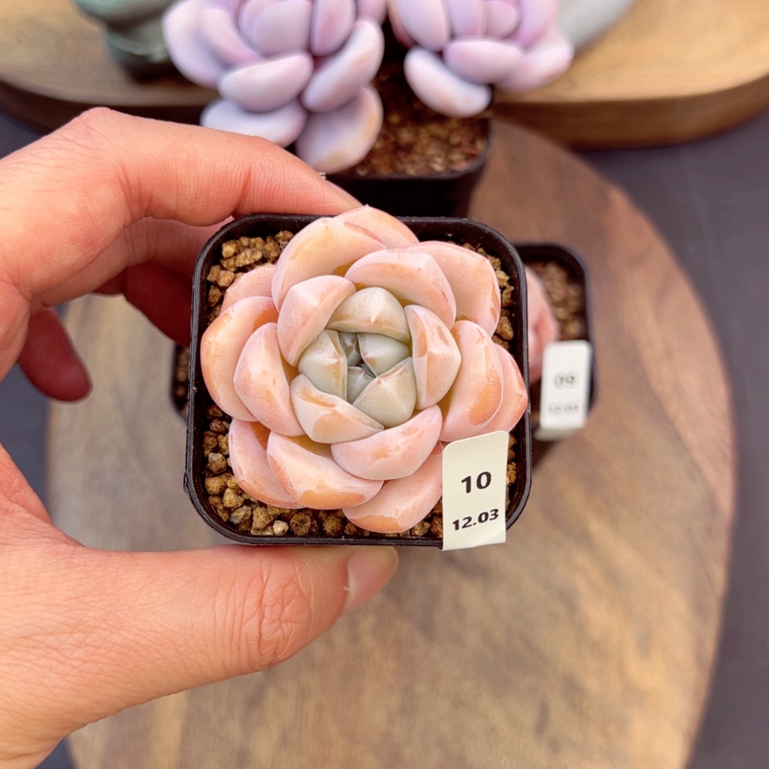 冰梦10、哈哈哈哈哈