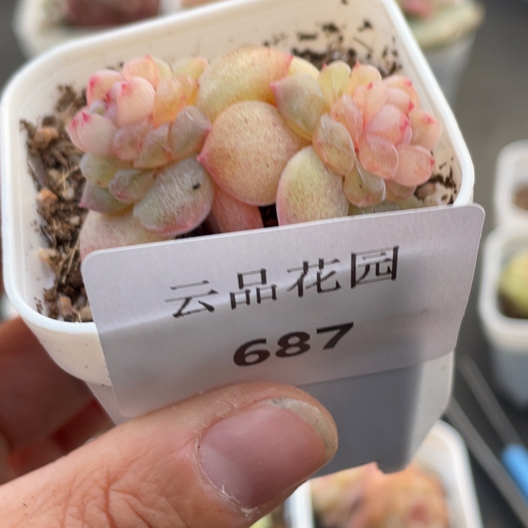 增***效687号糖心冰心珍妮