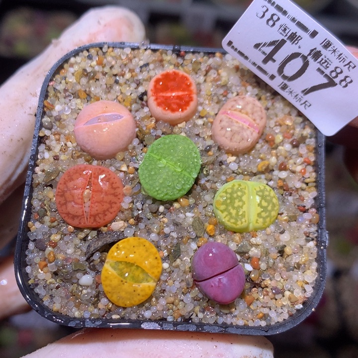 S精品生石花.407