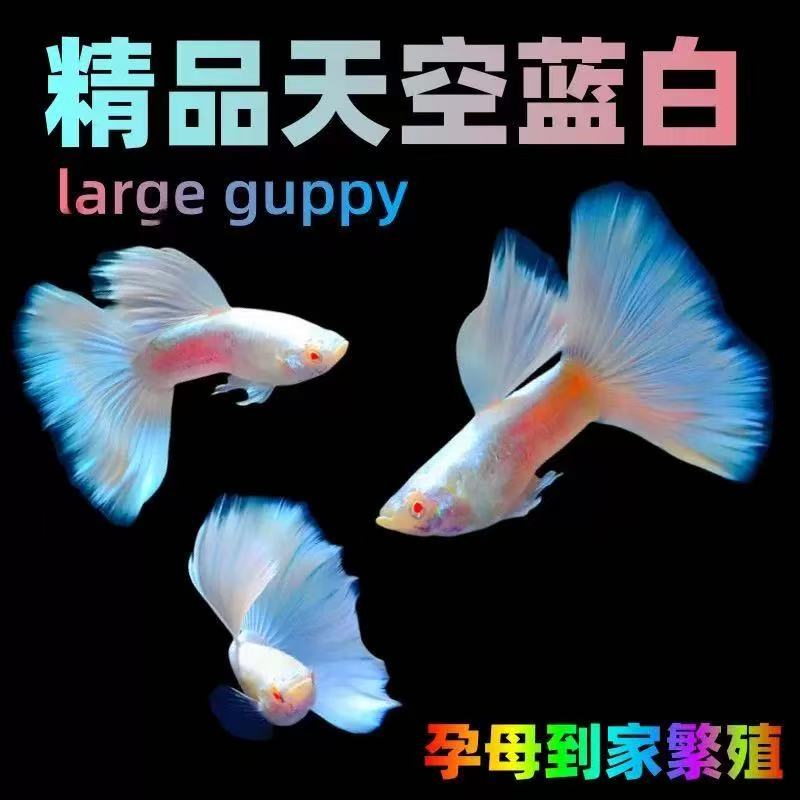日系天空蓝白孔雀鱼小型热带鱼凤尾鱼精品纯种淡水好养耐活观赏鱼