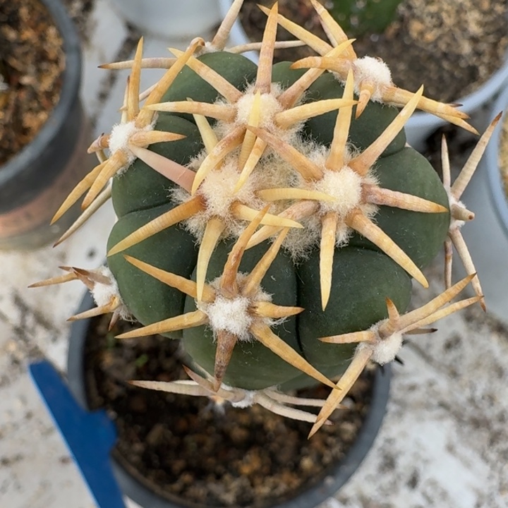 超白刺翠平苗接仙人球