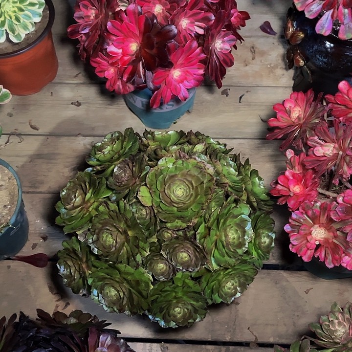 万圣节拉丝锦 013