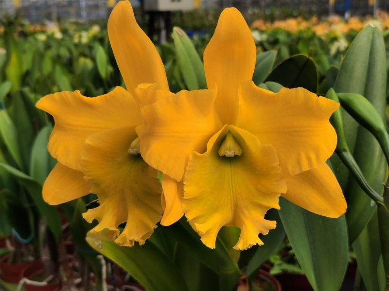 绿植兰花盆栽卡特兰香帅