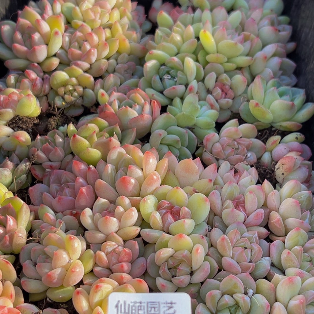 767多肉葡萄领导人物