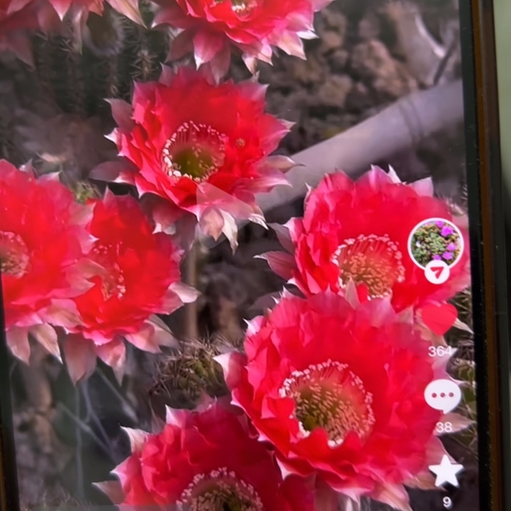 仙人球侧芽歪cc222