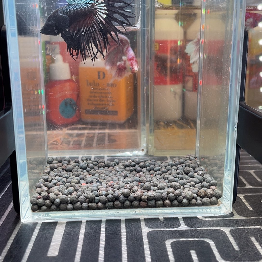 斗鱼25号127早黑毒