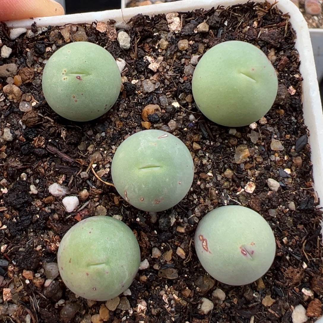 1.26好看的多肉775