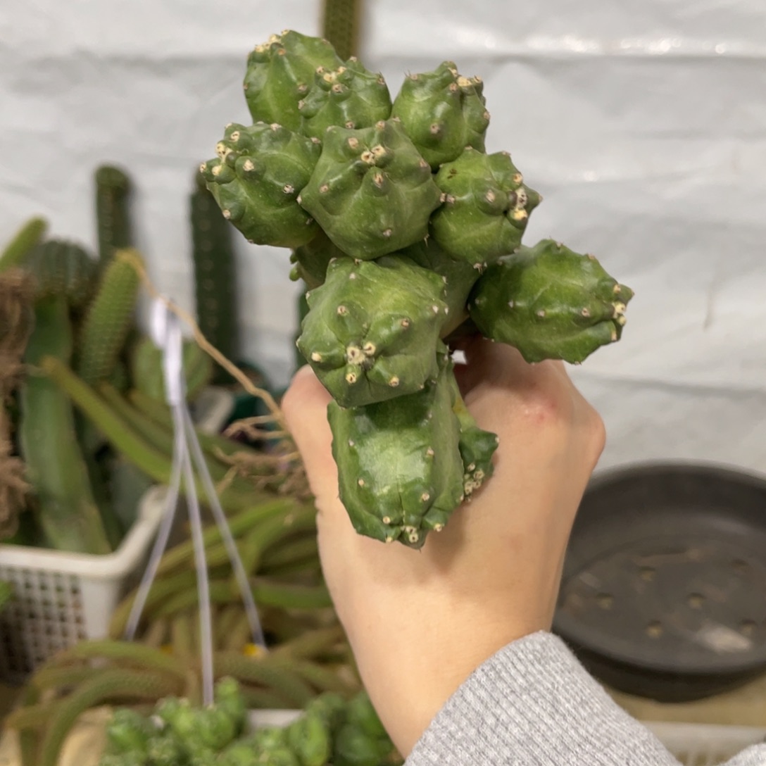新品橙桃母本一物一拍1