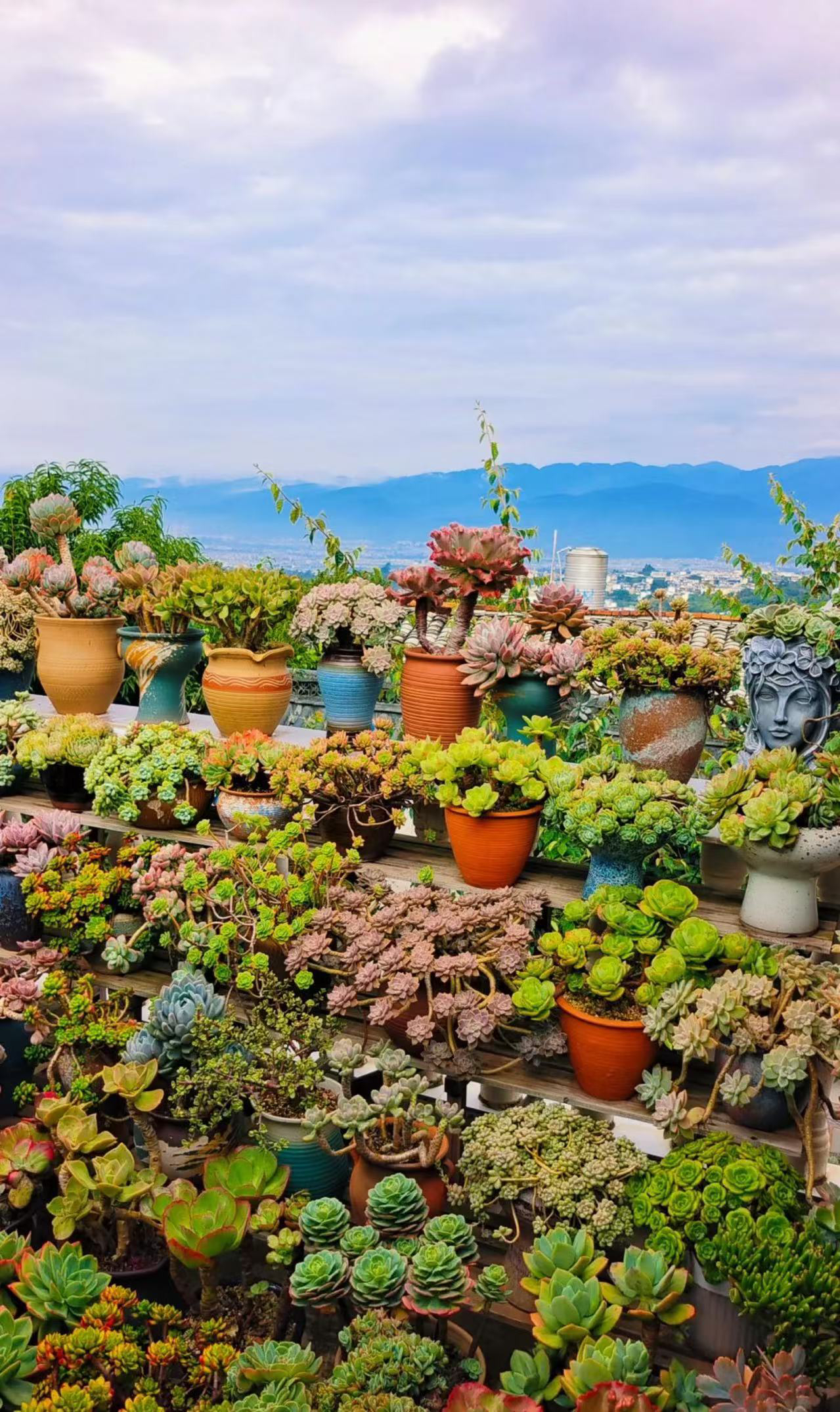 一物一拍 （脱土发 轻微断枝不售后）多肉植物