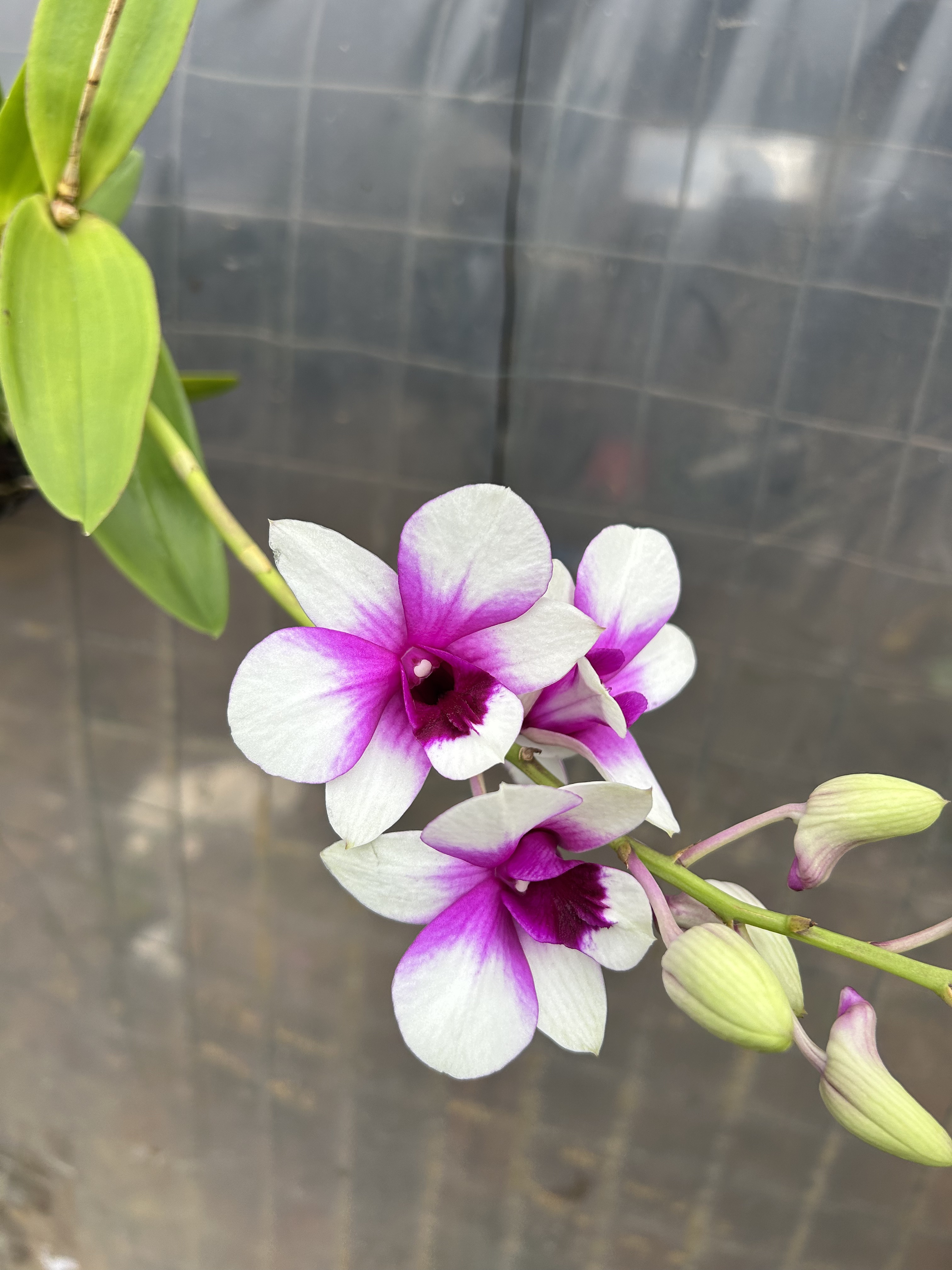 秋石斛兰  (莫妮卡)  带1枝花盆栽兰花室内外花卉  云南鲜花绿植