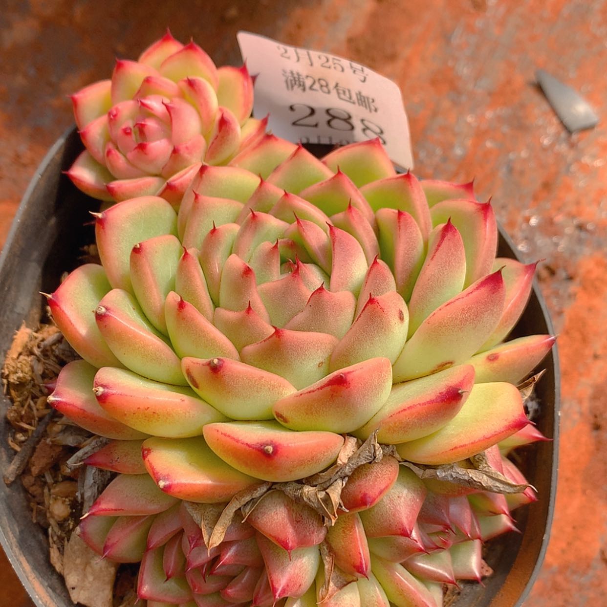 【闪购商品】云288