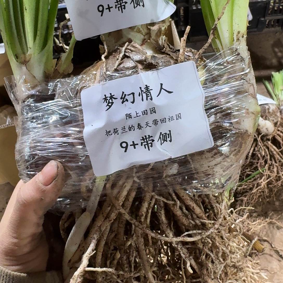 梦幻情人9+带侧开花球发发发