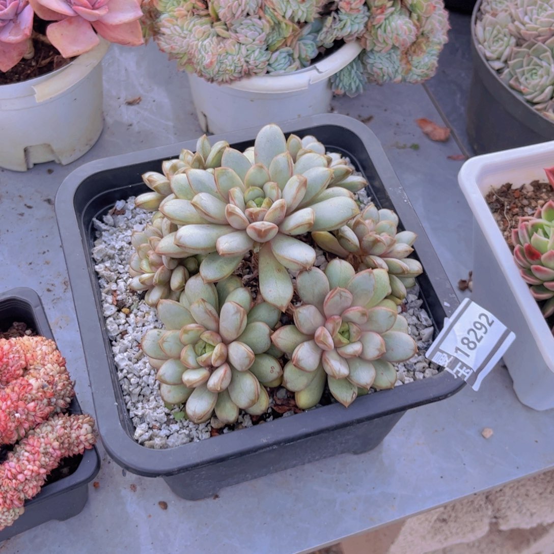 葡萄多肉植物18292