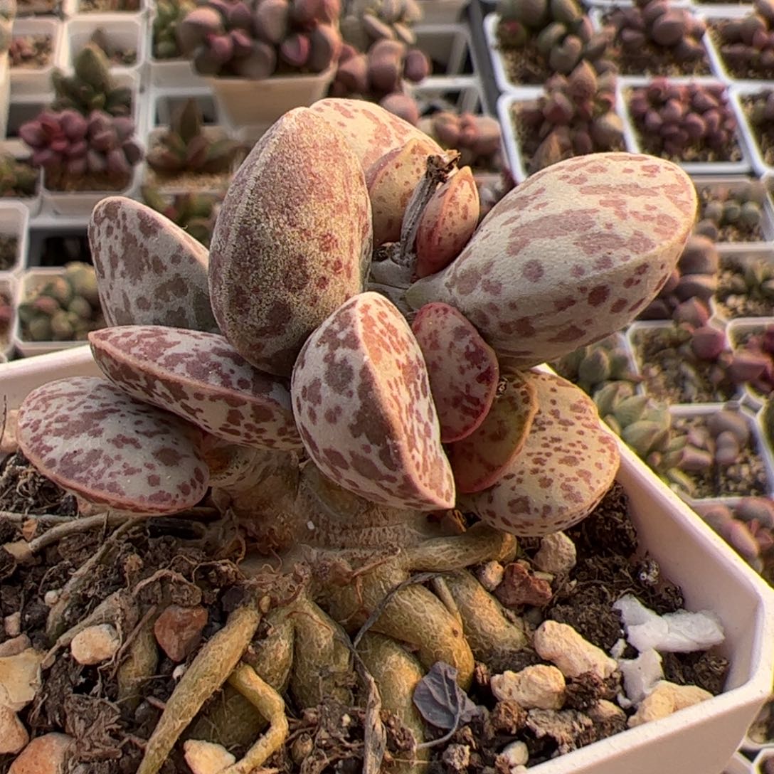 花蛋老桩多肉植物水泡