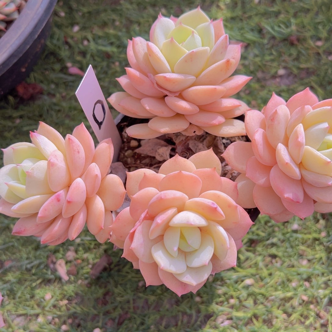 香玉的故事是一个人的故事吗