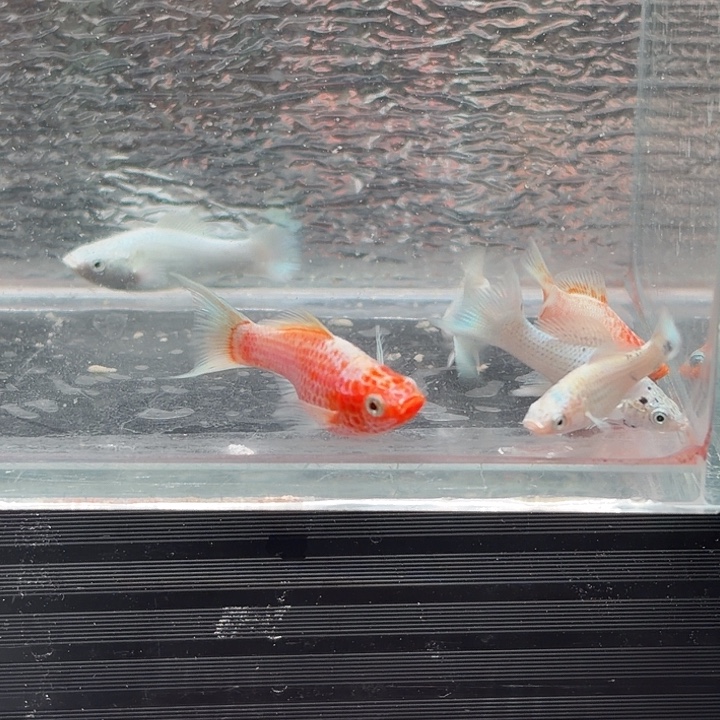 孔雀鱼玛丽鱼四条备损两条