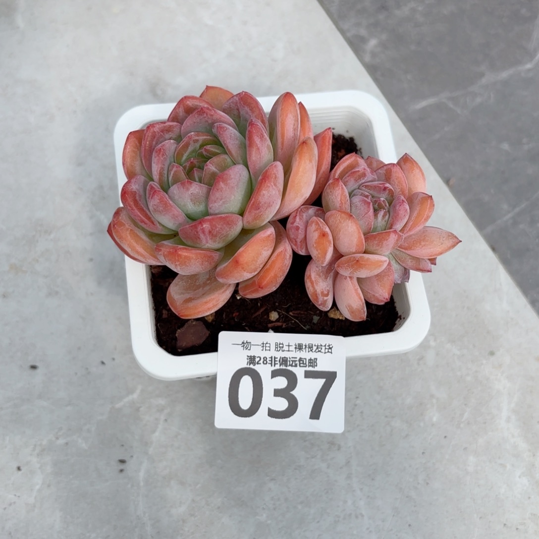 全明星老桩无盆土发货